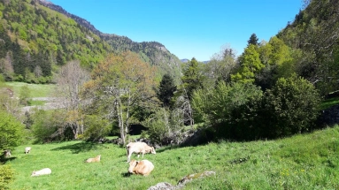 0 m² land for sale in Pyrénées-Atlantiques, Aquitaine, France - FrenchPropertyPortal.com A large plot of land in the French Pyrenees. for sale for 179,000€ in Pyrénées-Atlantiques, Aquitaine