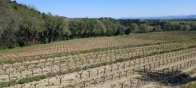 6 Bedroom(s) - 2 Bathroom(s) - 420,000m² land for sale in Gard, Languedoc-Roussillon, France - FrenchPropertyPortal.com Avignon and North Provence for sale for 2,438,000€ in Gard, Languedoc-Roussillon